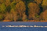 White Pelicans_47222